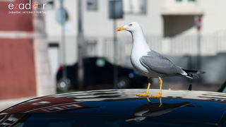 Đir po gradu, subotnja špica 16. veljače 2019. Đir po gradu, subotnja špica 16. veljače 2019.