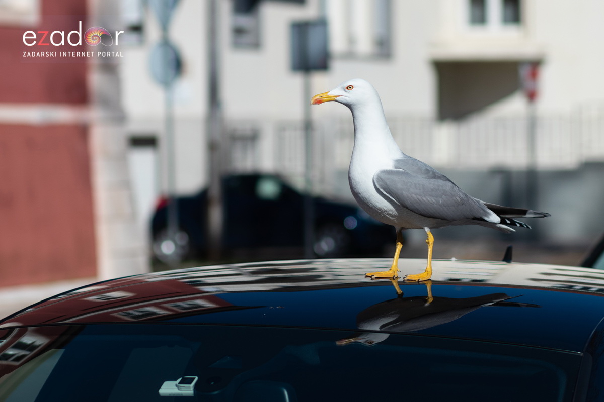 Đir po gradu, subotnja špica 16. veljače 2019. Đir po gradu, subotnja špica 16. veljače 2019.