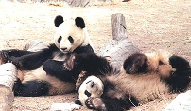 Panda Gu Gu/Foto: AP