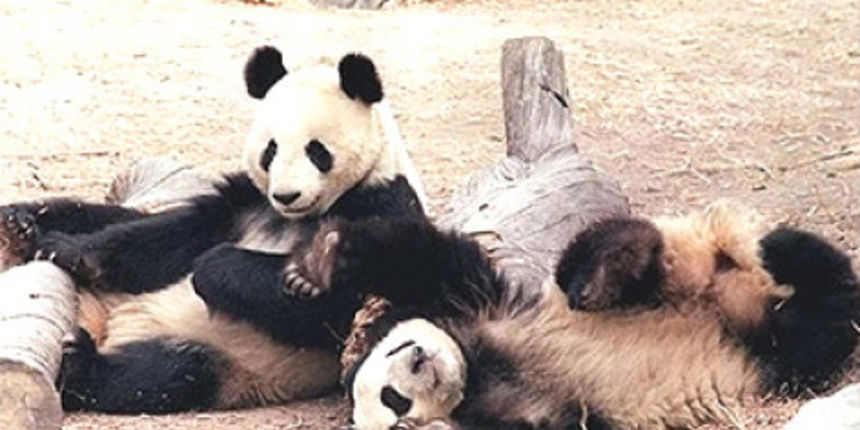 Panda Gu Gu/Foto: AP Panda Gu Gu/Foto: AP
