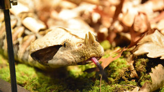 Otvorenje izložbe “Zmije – opasna ljepota”, foto: Iva Perinčić Otvorenje izložbe “Zmije – opasna ljepota”, foto: Iva Perinčić