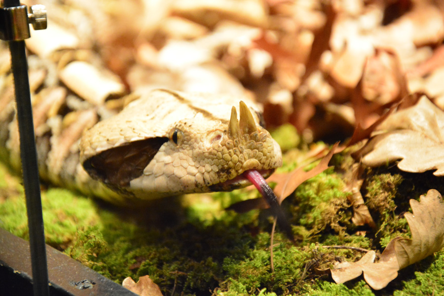 Otvorenje izložbe “Zmije – opasna ljepota”, foto: Iva Perinčić Otvorenje izložbe “Zmije – opasna ljepota”, foto: Iva Perinčić