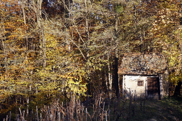 Varazdin, 301010.
Na podrucju brdovitog dijela opcine Vinice, koja je udaljena petnaest-ak kilometara od Varazdina ovih dana se moze vidjeti predivan spektar boja koje su nam dostupne samo nekoliko dana u godini.
Naime, pocetak opadanja lisca s drveca i p Varazdin, 301010.
Na podrucju brdovitog dijela opcine Vinice, koja je udaljena petnaest-ak kilometara od Varazdina ovih dana se moze vidjeti predivan spektar boja koje su nam dostupne samo nekoliko dana u godini.
Naime, pocetak opadanja lisca s drveca i p