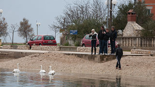 Labudovi u Bibinjama 10. siječnja 2013, Foto: Leo Banić