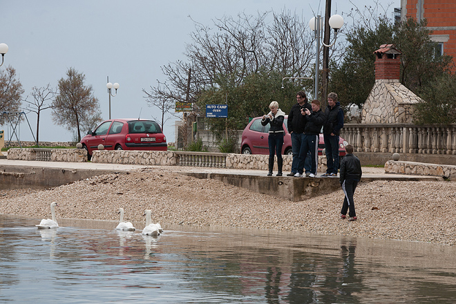 Labudovi u Bibinjama 10. siječnja 2013, Foto: Leo Banić