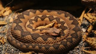 U Knezevoj palaci otvorena je izlozba djecjih radova na temu “Zmije – opasna ljepota”. Photo: Filip Brala/PIXSELL U Knezevoj palaci otvorena je izlozba djecjih radova na temu “Zmije – opasna ljepota”. Photo: Filip Brala/PIXSELL