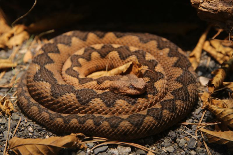 U Knezevoj palaci otvorena je izlozba djecjih radova na temu “Zmije – opasna ljepota”. Photo: Filip Brala/PIXSELL U Knezevoj palaci otvorena je izlozba djecjih radova na temu “Zmije – opasna ljepota”. Photo: Filip Brala/PIXSELL