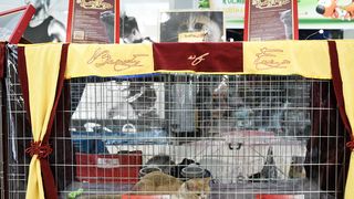 Međunarodna izložba mačaka