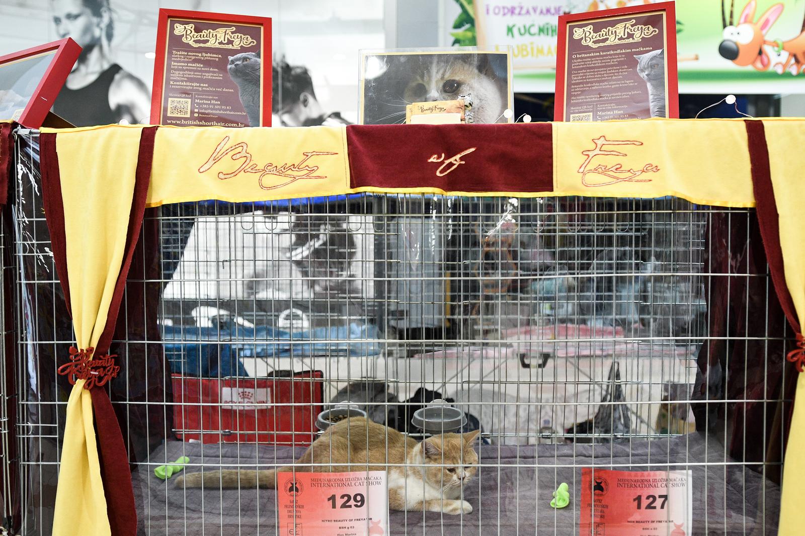 Međunarodna izložba mačaka