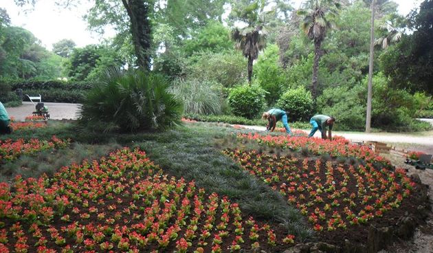 Nasadi, sadnja, perivoj