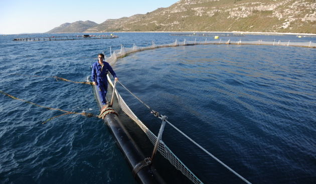 Lamjana, Zadar, 260312
Predsjednik Ivo Josipovic je danas nakon posjeta Zadru obisao i kaveze poduzeca “Kali tuna” te je prisustvao hranjenju tuna u cemu je i sam sudjelovao.
Na fotografiji: radnik na kavezu uzgajalista “Kali tuna”.
Foto: Luka Gerlanc / C