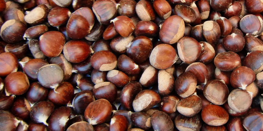 Kesteni, maruni Kesteni, maruni