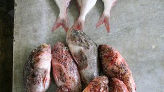 Image 1200507 (auto)