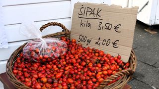 Jesen u Lici Jesen u Lici