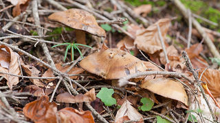 Lička jesen u znaku gljiva, Foto: Leo Banić