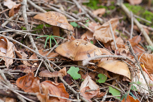 Lička jesen u znaku gljiva, Foto: Leo Banić