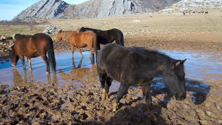 Divlji konji, foto: Leo Banić