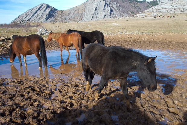 Divlji konji, foto: Leo Banić