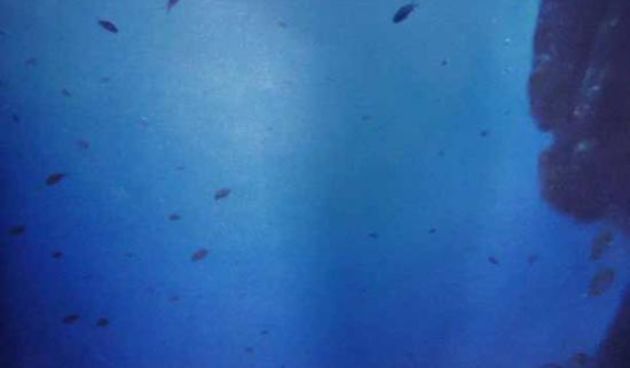 Slika Dalibora Rubidoa