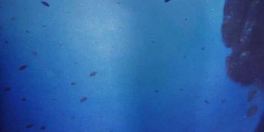 Slika Dalibora Rubidoa Slika Dalibora Rubidoa