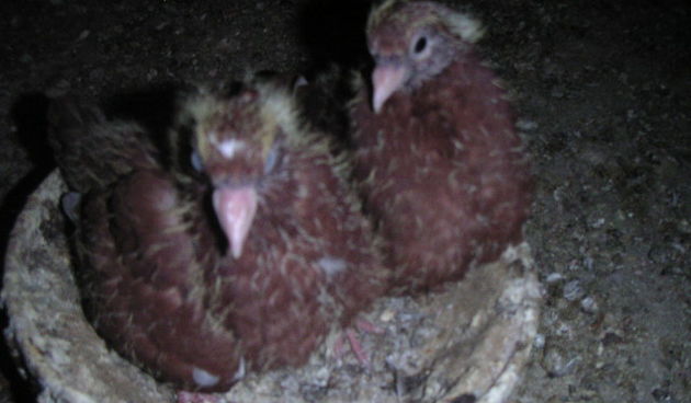 MINOLTA DIGITAL CAMERA