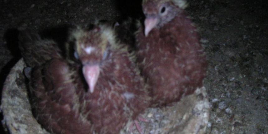 MINOLTA DIGITAL CAMERA