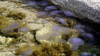 Pula, 240511.
Najezda meduza u pulskoj uvali Valkane  po imenu “Aurelia Aurita” ili u narodu poznatija kao “uhati klobuk” lako se prepoznaju po prozirnom klobuku s cetiri ljubicasta kruga. Iako ih nije ugodno vidjeti, osobito u velikom broju, ova je vrsta
