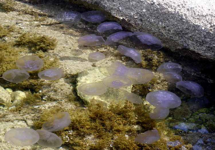 Pula, 240511.
Najezda meduza u pulskoj uvali Valkane  po imenu “Aurelia Aurita” ili u narodu poznatija kao “uhati klobuk” lako se prepoznaju po prozirnom klobuku s cetiri ljubicasta kruga. Iako ih nije ugodno vidjeti, osobito u velikom broju, ova je vrsta