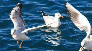 Galebovi u Jazinama, Foto: Leo Banić