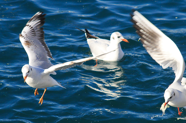 Galebovi u Jazinama, Foto: Leo Banić