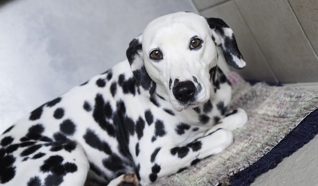 Pas dalmatiner