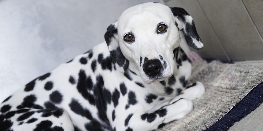 Pas dalmatiner Pas dalmatiner