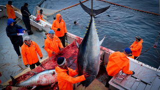 Zadar, 020112.
Tvrtka Kali Tuna bavi se izlovom i uzgojem tuna vec dugi niz godina.
Nakon uzgojnog ciklusa koji traje 30. mjesci slijedi izlov Tuna. Djelatnici Kali tune vrse izlov te ih prebacuju na drugi brod tvrtke iz Japana na kojem se vrsi daljnje pr Zadar, 020112.
Tvrtka Kali Tuna bavi se izlovom i uzgojem tuna vec dugi niz godina.
Nakon uzgojnog ciklusa koji traje 30. mjesci slijedi izlov Tuna. Djelatnici Kali tune vrse izlov te ih prebacuju na drugi brod tvrtke iz Japana na kojem se vrsi daljnje pr