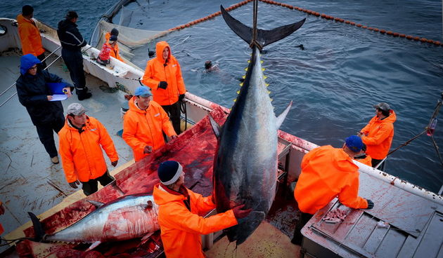Zadar, 020112.
Tvrtka Kali Tuna bavi se izlovom i uzgojem tuna vec dugi niz godina.
Nakon uzgojnog ciklusa koji traje 30. mjesci slijedi izlov Tuna. Djelatnici Kali tune vrse izlov te ih prebacuju na drugi brod tvrtke iz Japana na kojem se vrsi daljnje pr