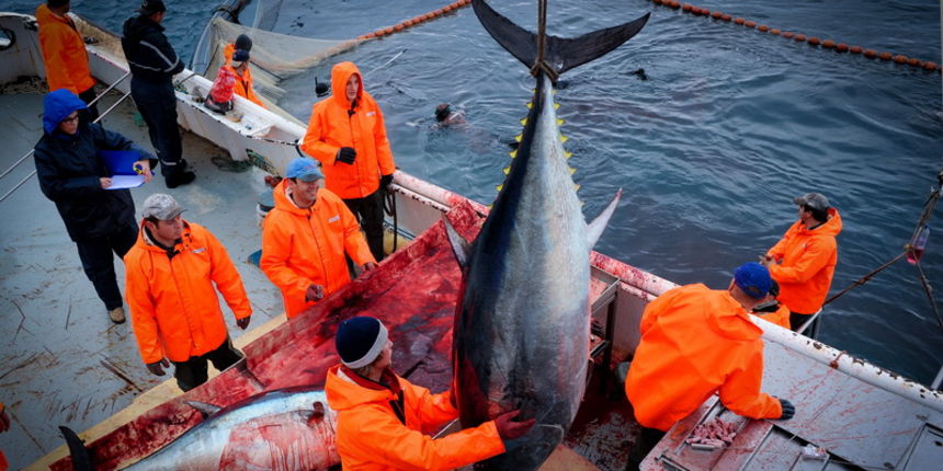 Zadar, 020112.
Tvrtka Kali Tuna bavi se izlovom i uzgojem tuna vec dugi niz godina.
Nakon uzgojnog ciklusa koji traje 30. mjesci slijedi izlov Tuna. Djelatnici Kali tune vrse izlov te ih prebacuju na drugi brod tvrtke iz Japana na kojem se vrsi daljnje pr Zadar, 020112.
Tvrtka Kali Tuna bavi se izlovom i uzgojem tuna vec dugi niz godina.
Nakon uzgojnog ciklusa koji traje 30. mjesci slijedi izlov Tuna. Djelatnici Kali tune vrse izlov te ih prebacuju na drugi brod tvrtke iz Japana na kojem se vrsi daljnje pr