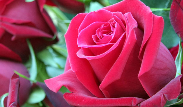 Ruze, cvijece, valentinovo