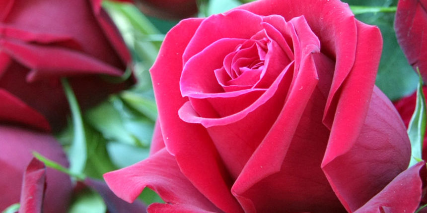 Ruze, cvijece, valentinovo