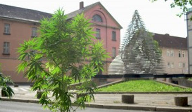 U Goetingenu marihuana raste po cijelom gradu.  Licencirane fotografije gj-goettingen.de