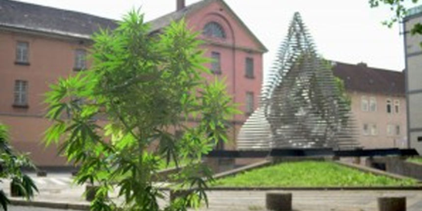 U Goetingenu marihuana raste po cijelom gradu.  Licencirane fotografije gj-goettingen.de
