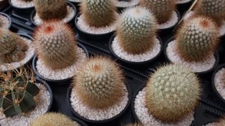 Sv. Filip i Jakov – 10. Dani cvijeća, 24. i 25. travnja 2010. (Foto: Vedran Penga)