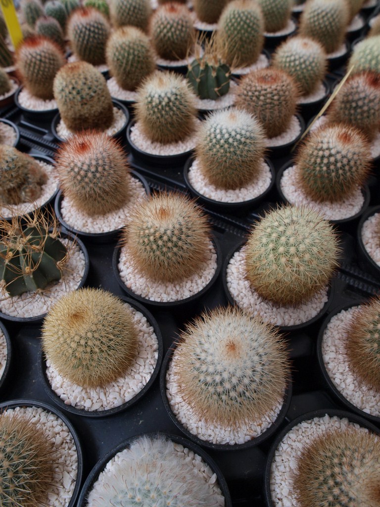 Sv. Filip i Jakov – 10. Dani cvijeća, 24. i 25. travnja 2010. (Foto: Vedran Penga)