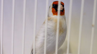 Ornitološko prvenstvo Hrvatske u hotelu Zadar (foto:Saša Čuka)