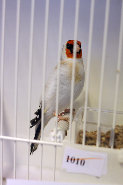 Ornitološko prvenstvo Hrvatske u hotelu Zadar (foto:Saša Čuka)