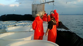 Posada plivarice “Tuljan dva” u jednu noć ulovila rekordnih 42 tone srdela, foto: Posada