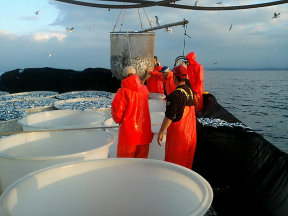 Posada plivarice “Tuljan dva” u jednu noć ulovila rekordnih 42 tone srdela, foto: Posada