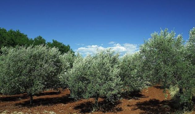 Masline (Foto: Domagoj Zovko)