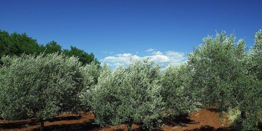Masline (Foto: Domagoj Zovko)