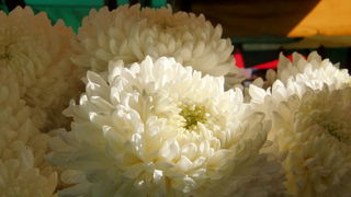 Gradska trznica uoci dana mrtvih, Foto: Mia Knezevic