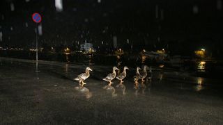 U ranim jutarnjim satima, noćas oko 1.30 satima zadarsko područje pogodilo je nevrijeme s jakim pljuskom praćeno munjama i grmljavinom. Photo: Filip Brala/PIXSELL U ranim jutarnjim satima, noćas oko 1.30 satima zadarsko područje pogodilo je nevrijeme s jakim pljuskom praćeno munjama i grmljavinom. Photo: Filip Brala/PIXSELL