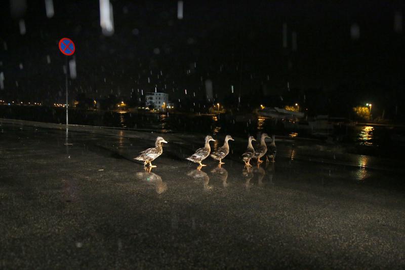 U ranim jutarnjim satima, noćas oko 1.30 satima zadarsko područje pogodilo je nevrijeme s jakim pljuskom praćeno munjama i grmljavinom. Photo: Filip Brala/PIXSELL U ranim jutarnjim satima, noćas oko 1.30 satima zadarsko područje pogodilo je nevrijeme s jakim pljuskom praćeno munjama i grmljavinom. Photo: Filip Brala/PIXSELL